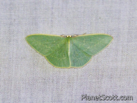 Guenee's Emerald (Chlorocoma dichloraria)