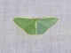 Guenee's Emerald (Chlorocoma dichloraria)