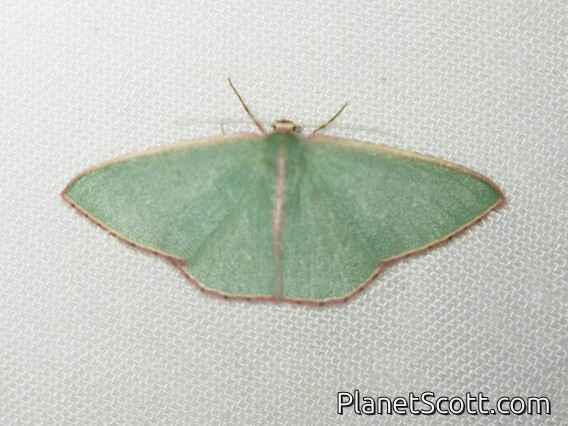Australian Red-fringed Emerald (Chlorocoma vertumnaria)