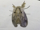 Leopard Moth (Endoxyla lituratus)