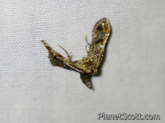 Pyralid Snout Moth (Pyralidae sp)