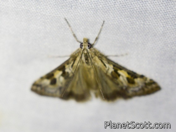 Pearl Moth (Nomophila corticalis)