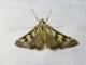 Pearl Moth (Nomophila corticalis)