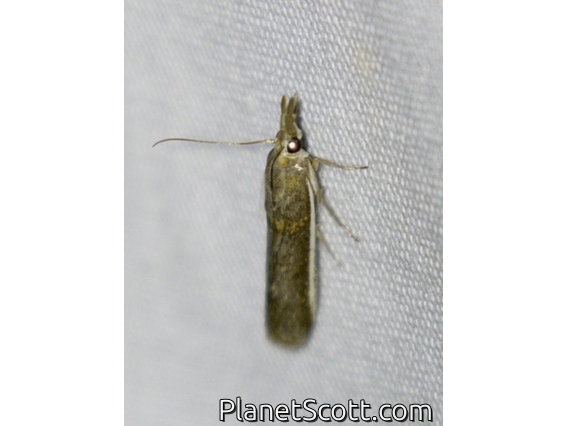 Gold-banded Etiella Moth (Etiella zinckenella)