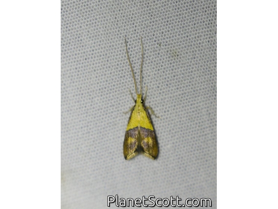 Long-horned Moth (Crocanthes glycina)