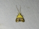 Long-horned Moth (Crocanthes glycina)