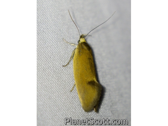 Concealer Moth (Delexocha ochrocausta)