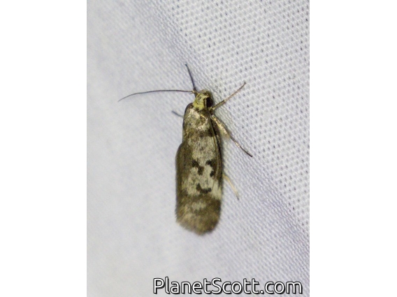 Concealer Moth (Oecophoridae sp)