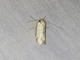Concealer Moth (Oecophoridae sp)