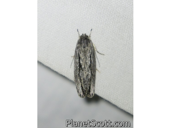 Gray Agriophara Moth (Agriophara cinerosa)