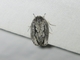 Gray Agriophara Moth (Agriophara cinerosa)