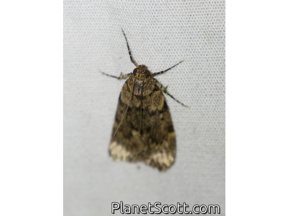 Pyralid Snout Moth (Mimaglossa sp)