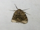 Pyralid Snout Moth (Mimaglossa sp)