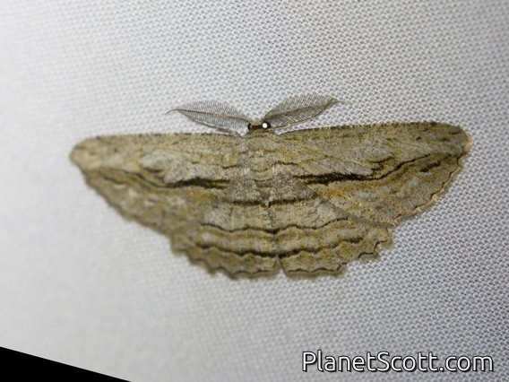 Bark Moth (Scioglyptis loxographa)