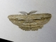 Bark Moth (Scioglyptis loxographa)