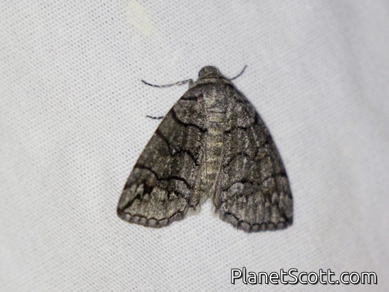 Geometer Moth (Dysbatus singularis)