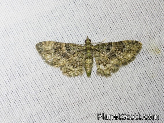 Australian Pug Moth (Chloroclystis filata)