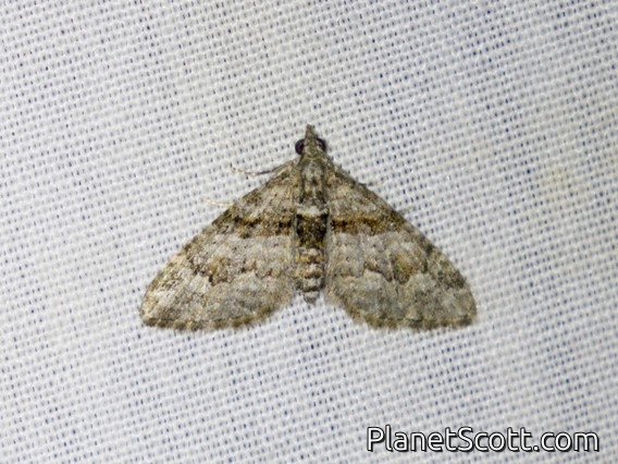 Apple Looper (Phrissogonus laticostata)