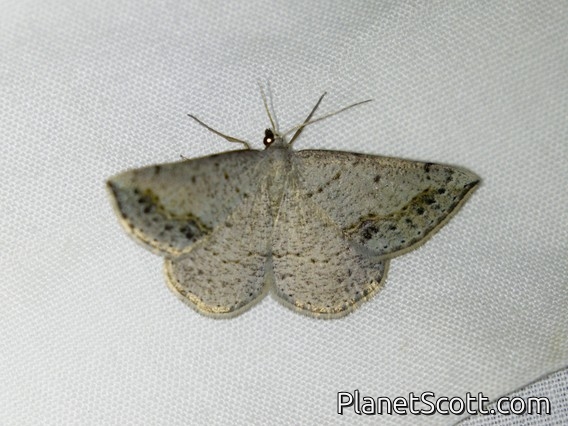 Gray Taxeotis (Taxeotis intextata)
