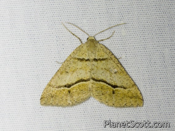 Angle Moth (Parosteodes fictiliaria)