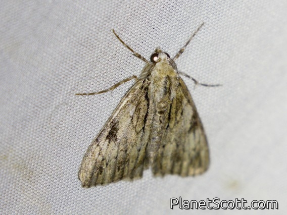 Webbed Gray (Rhuma argyraspis)