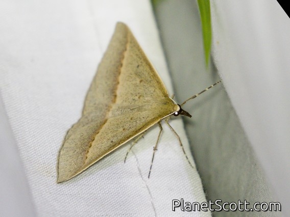 Neat Epidesmia (Epidesmia tryxaria)