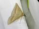 Neat Epidesmia (Epidesmia tryxaria)