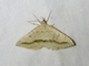 Geometer Moth (Taxeotis stereospila)