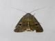 Bogong Moth (Agrotis infusa)