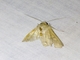 Wainscot Moth (Leucaniini sp)