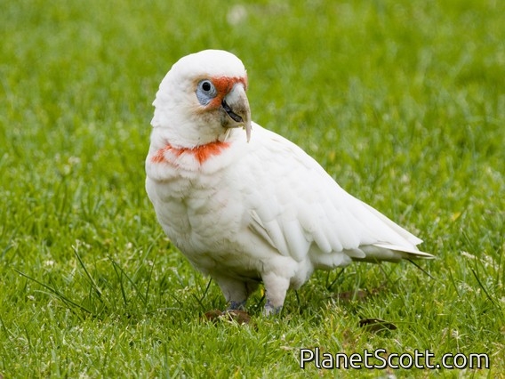Long-billed Corella (Cacatua tenuirostris)
