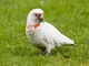 Long-billed Corella (Cacatua tenuirostris)