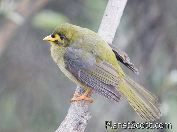 Bell Miner (Manorina melanophrys)
