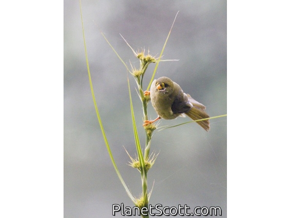 Bell Miner (Manorina melanophrys)