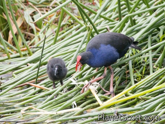 Australasian Swamphen (Porphyrio melanotus)