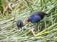 Australasian Swamphen (Porphyrio melanotus)