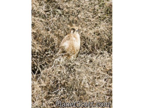 Brown Falcon (Falco berigora)
