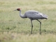 Brolga (Antigone rubicunda)