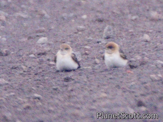 Fairy Martin (Petrochelidon ariel)