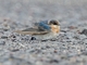 Welcome Swallow (Hirundo neoxena)