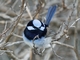 Superb Fairywren (Malurus cyaneus)