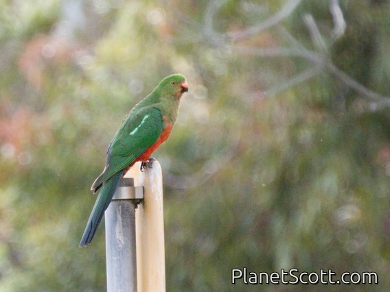 Australian King-Parrot (Alisterus scapularis) - Female