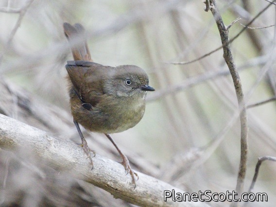 White-browed Scrubwren (Sericornis frontalis)