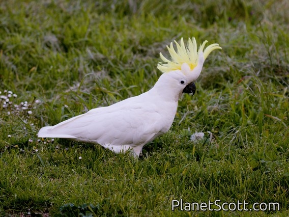 Sulphur-crested Cockatoo (Cacatua galerita)