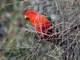 Australian King-Parrot (Alisterus scapularis) - Male
