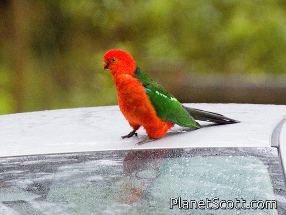 Australian King-Parrot (Alisterus scapularis) 