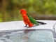 Australian King-Parrot (Alisterus scapularis) 