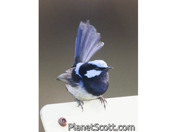 Superb Fairywren (Malurus cyaneus)