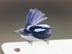 Superb Fairywren (Malurus cyaneus)