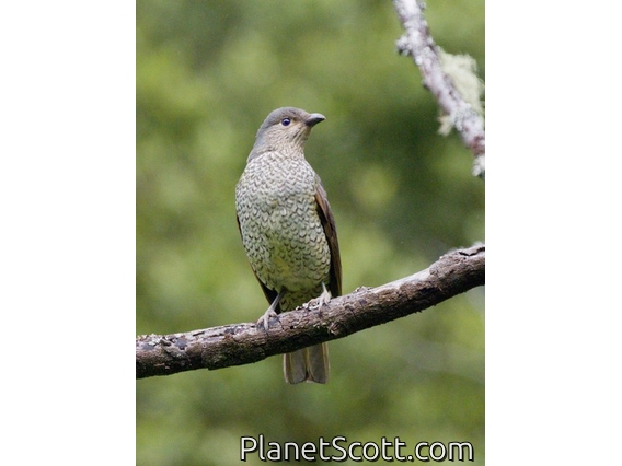 Satin Bowerbird (Ptilonorhynchus violaceus) - Female